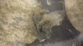Media type: image;   Invertebrate Zoology 153512 Description: live specimen;